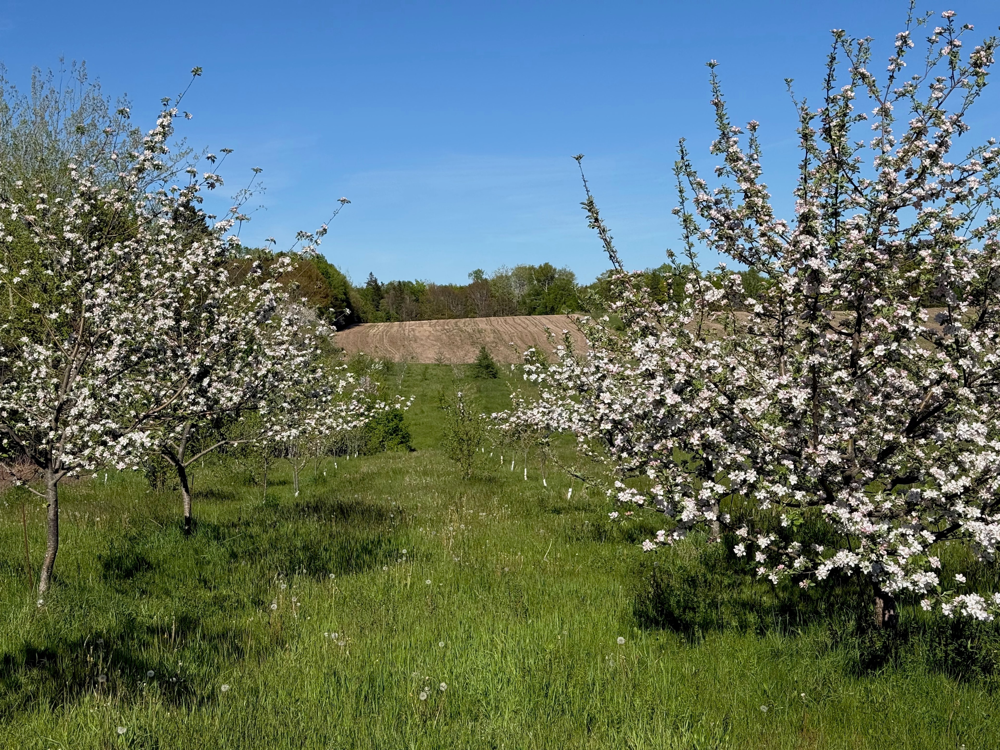 Apple trees in full blossom at Double Hill Cidery orchard, Prince Edward Island